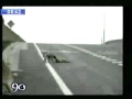 Un conmovedor video que muestra hasta dónde puede llegar la lealtad de los perros.
