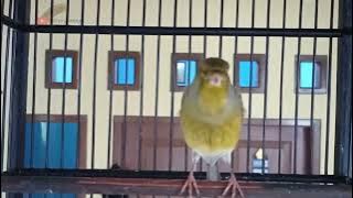 KENARI ISIAN TERBAIK SEPANJANG SEJARAH - GACOR UNIK