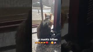 Tiger Bilbao muskiz ??????❤️❤️?‍⬛???