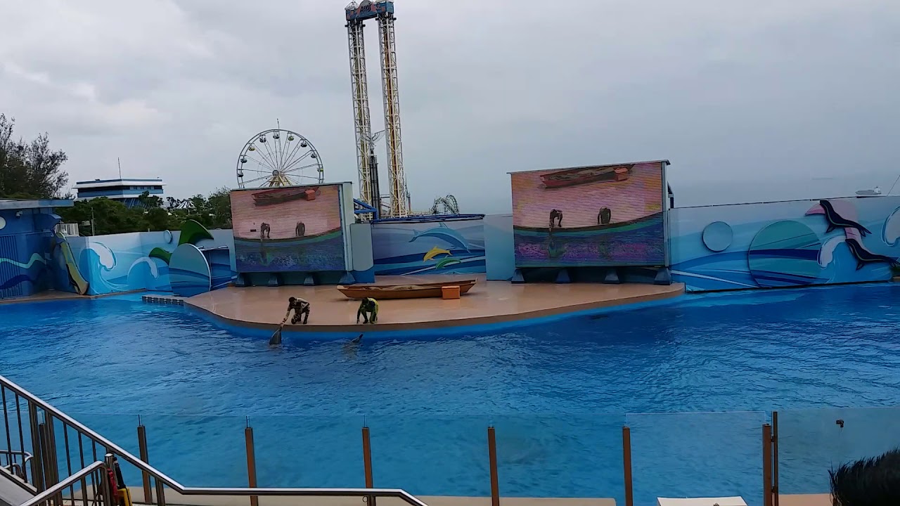 Ocean Park dolphin show 2018 YouTube