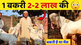 देखिए 1 बकरी 2 -2 लाख की 😳|| बकरी है या भैंस ऐसा क्या है ?Jamunapari bakri | #bakripalan