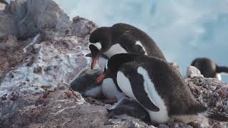 Capturing Antarctica with a Nat Geo Photographer