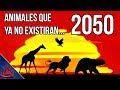 ¡ESTOS ANIMALES SE EXTINGUIRÁN PARA 2050!