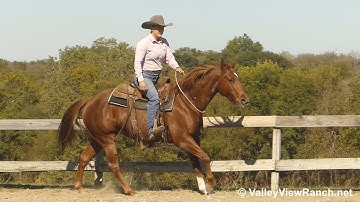 Any Hughes - bridle-less walk, trot, lope, stops, work flag, dismount! - ValleyViewRanch.net