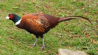A Pheasant Surprise
