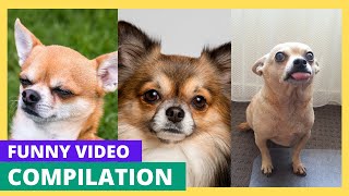 Cute funny Chihuahua videos 2025🐶 compilation #dogs #dogsofyoutube #dog