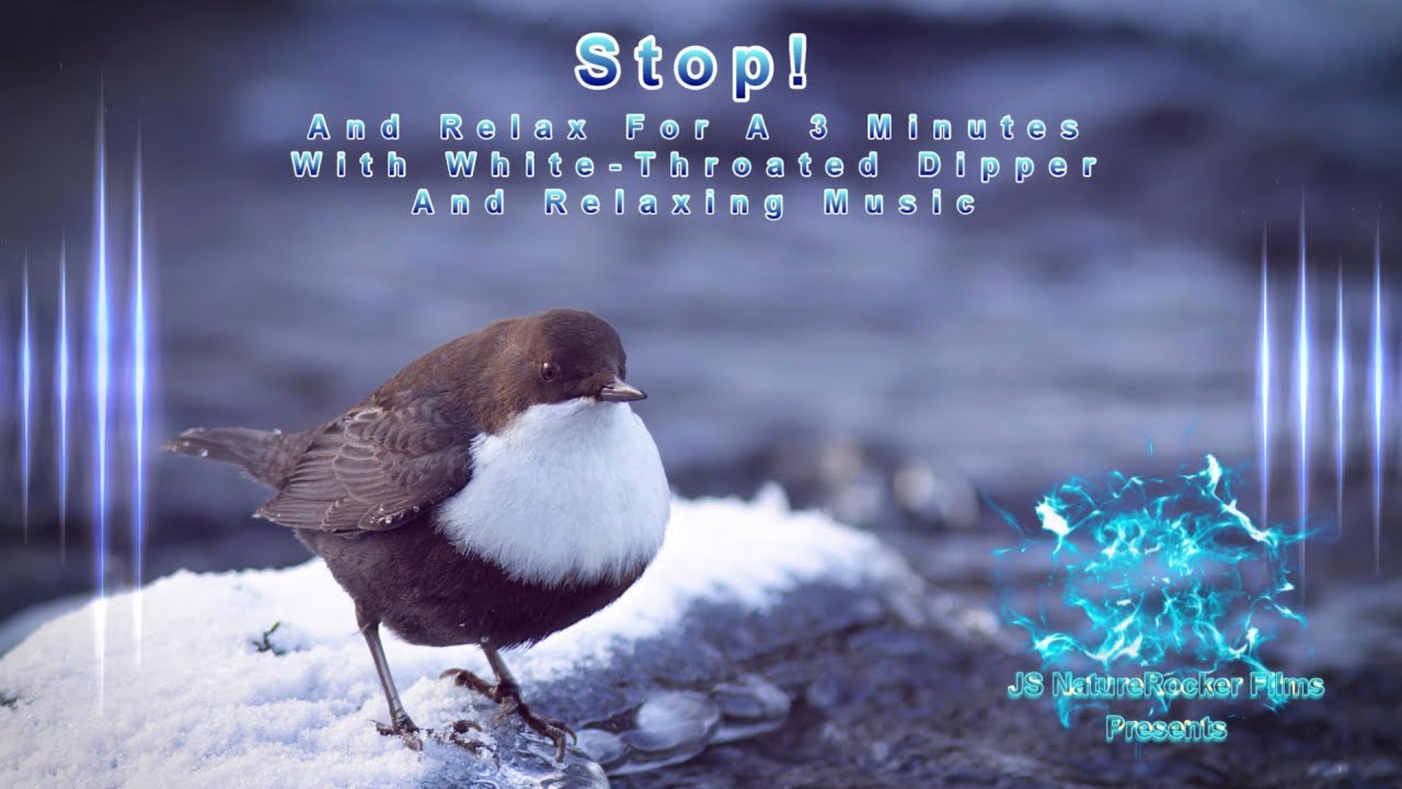4K-Amazing White Throated Dipper - Winter river in Finland - Nature Video & Photos - Relaxing Music