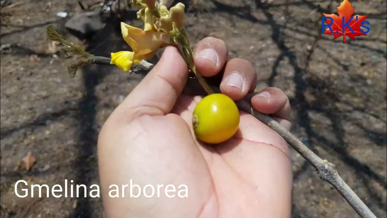 Gmelina arborea flower and fruit YouTube