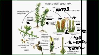 Разбор сложных задач ЕГЭ по биологии части С. Жизненный цикл мхов, митоз, мейоз. Разбор сложных задач ЕГЭ по биологии части С. Жизненный цикл мхов, митоз, мейоз.