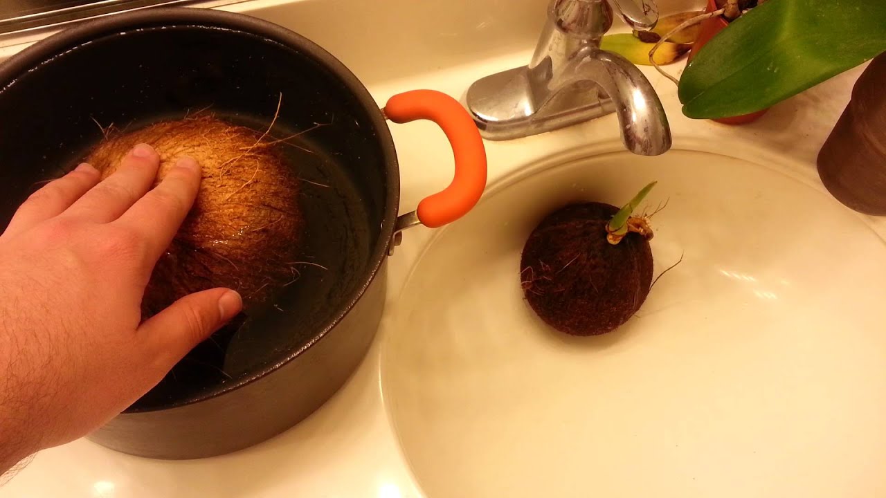Growing Coconuts From Seed YouTube