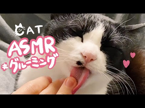 ?ASMR_cat ?飼い主への愛とグルーミングが止まらない猫。Sound grooming#37