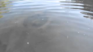 Dinosaur tracks in glen rose, texas ...