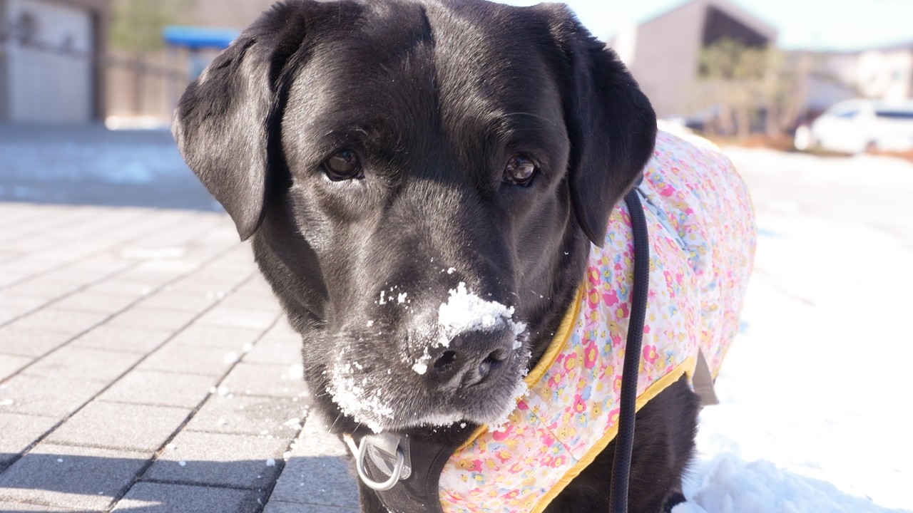 굶긴 거 아닙니다, 그거 간식 아니야