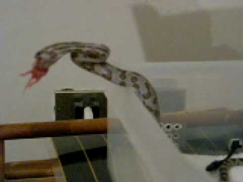 elaphe quatuorlineata Anery cornsnake feeding