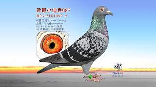 【歐洲特賣】B23-2101087