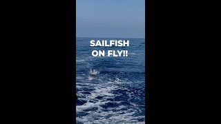 Sailfish on Fly Rod! #flyfishing