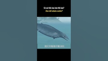 Hành trình từ đất liền xuống biển: Cá Voi đã tiến hóa như thế nào?