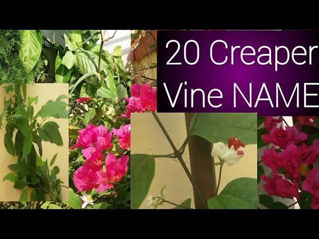 Creeper plants name in english and hindi with pictures @Rupinderkibaaten 