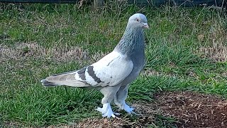 Pembe Mavi̇lerden Kirma Eke Erkek Ufak Bi̇r Antrenman