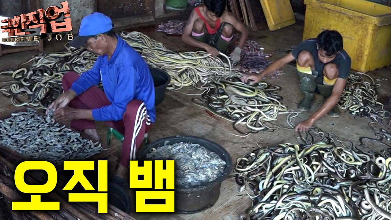 "한마리에 5천원" 코브라에 물려도 멈출 수 없는 극한의 뱀 사냥 한 마리면 다같이 행복해지는 거대한 뱀｜극한직업