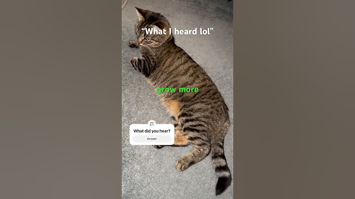 Can you understand cat language?#catshorts #kitten #cutecat #viral #cat