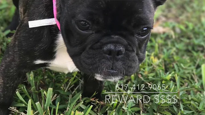 Missing Female French bulldog