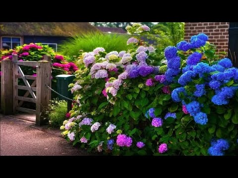 Video: Květinové Záhony V Zemi