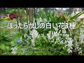 【素敵な庭造り】＃ほったらかしでも毎年咲く白い花3種　＃植えっぱなしでも丈夫な白い花3種　＃手間いらずで丈夫で毎年咲く白い花3種