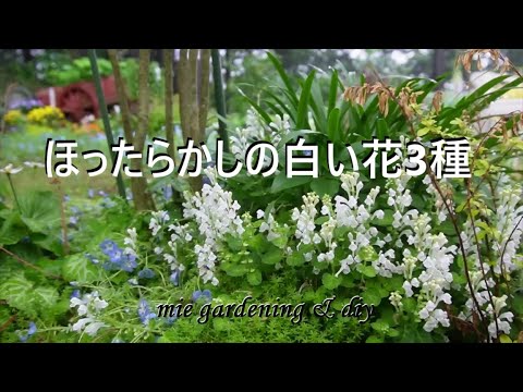 Great gardening] #3 types of white flowers that bloom every year