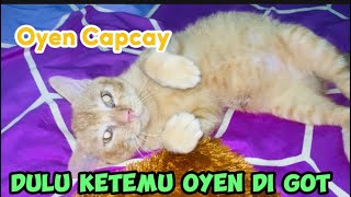 Kucing Oyen Ketemu Di Got || Tingkahnya Gemasin #cat #video #oyen