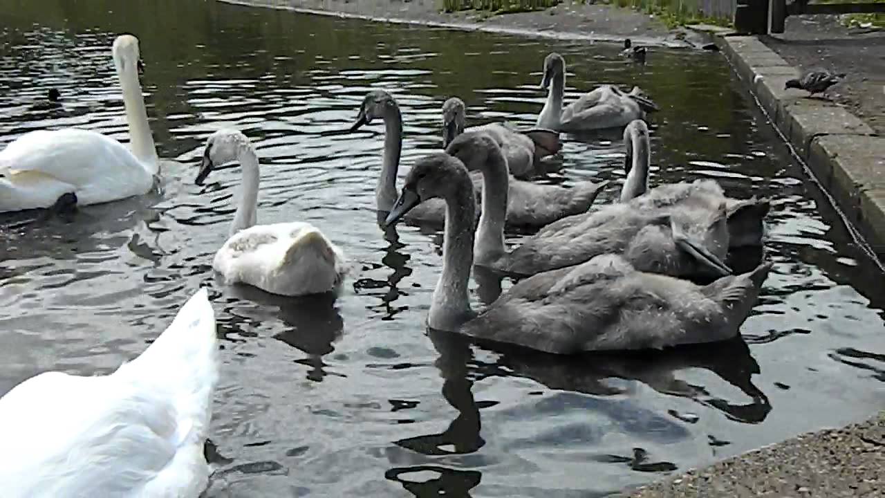 sounds of Mute swans YouTube