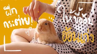 Ep.2 Howto สอนกระต่ายให้เชื่อง ฝึกกระต่ายเข้าห้องน้ำ #BunnyTTCoupe | Joyjee Loveberry