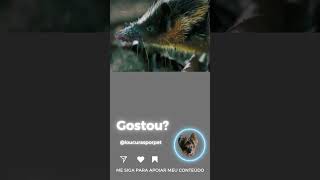 Hemicentetes Semispinosus Sobre O Mundo Animal