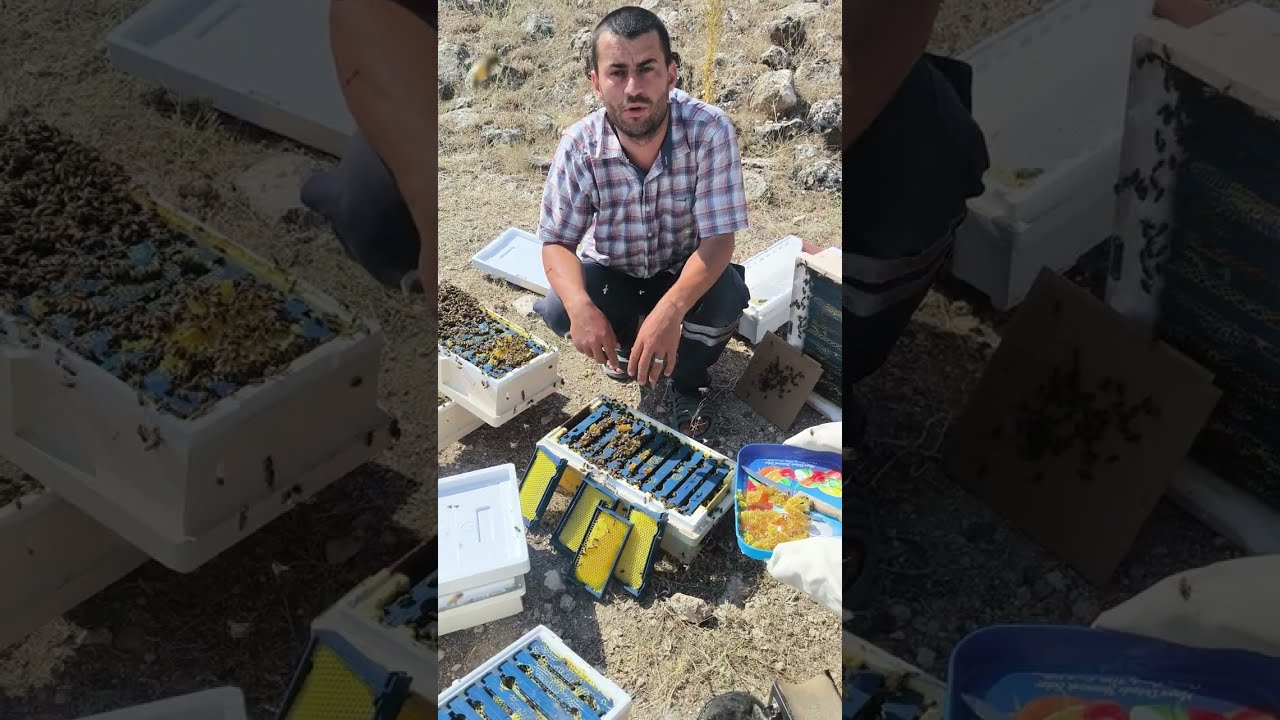 ANA KUTUSUNDAN BAL HASADI | KALİTE HER YERDE BAL YAPAR | temmuz 15