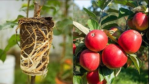 Apple🍎🍎 tree propagation by air layering using Aloe Vera - easy method