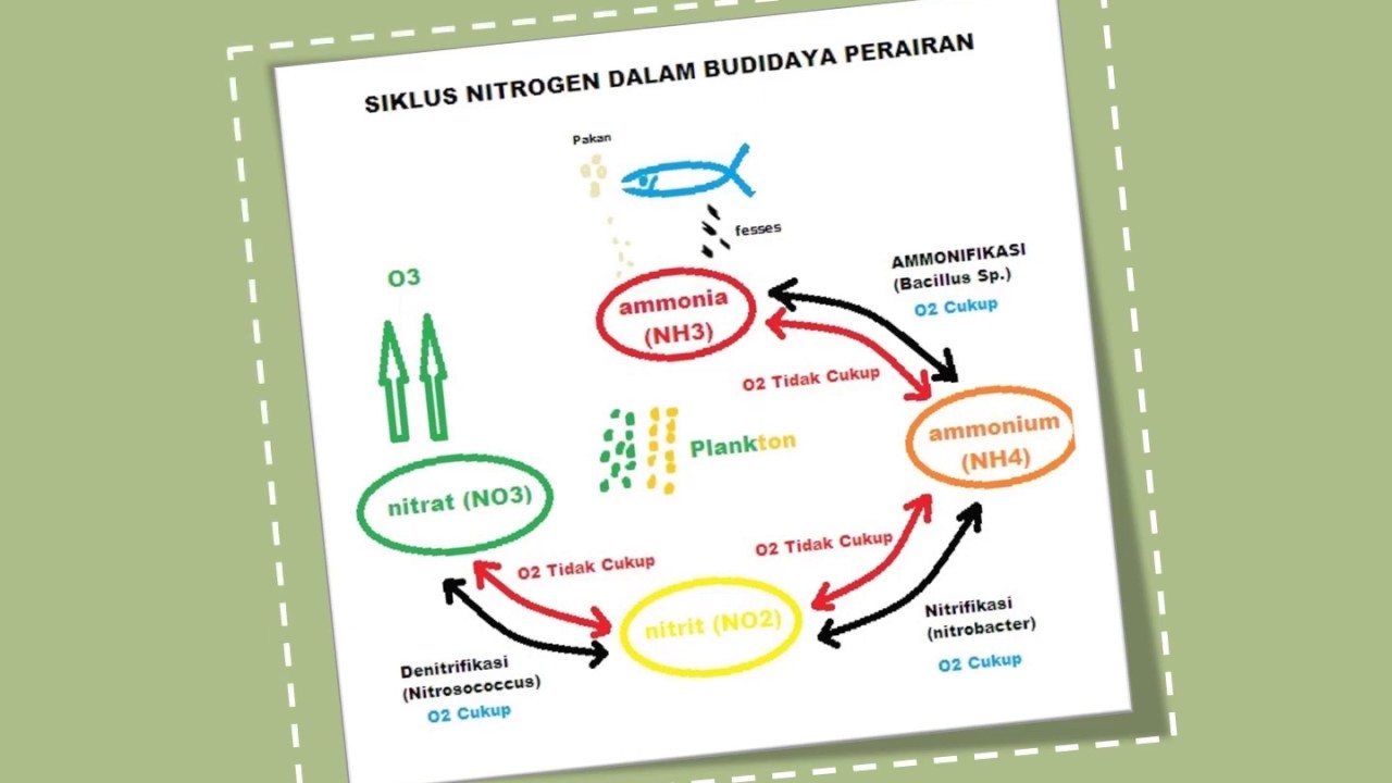 Kelompok 6 - Siklus Nitrogen - YouTube