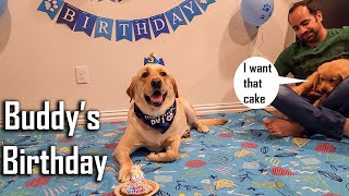 Buddy's Special Birthday with his Brother Teddy 🎂 Buddy Turns 3