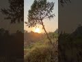Sun set and nature #shorts #viral #sunset