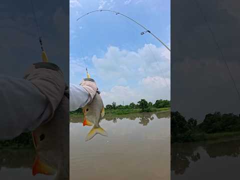 Học câu lure và cái kết #vyhanfishing #fishing #caulure