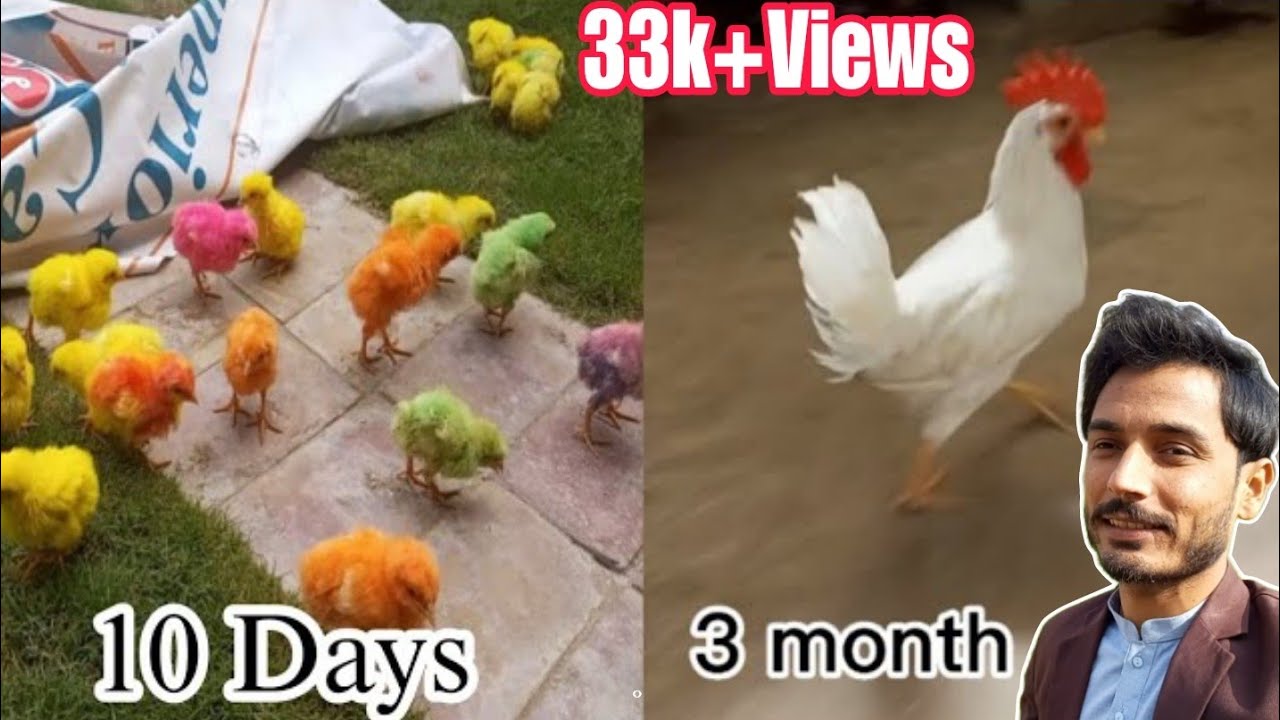 Colourful Chicks Growth from 0-3month || Colorful Chicks care - YouTube