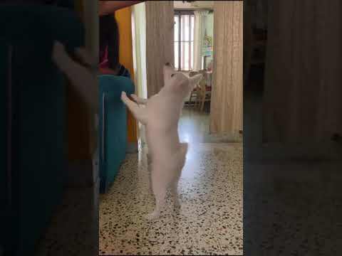 Cute Indian spitz Puppy balancing with two legs!! | Hanzu