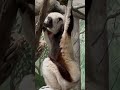 Coquerel's sifaka #animals #wildlife #zoo #primates
