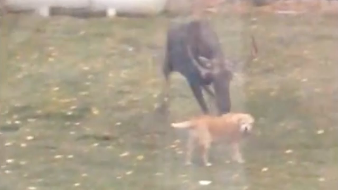 Moose Attacks Dog In Garden - YouTube