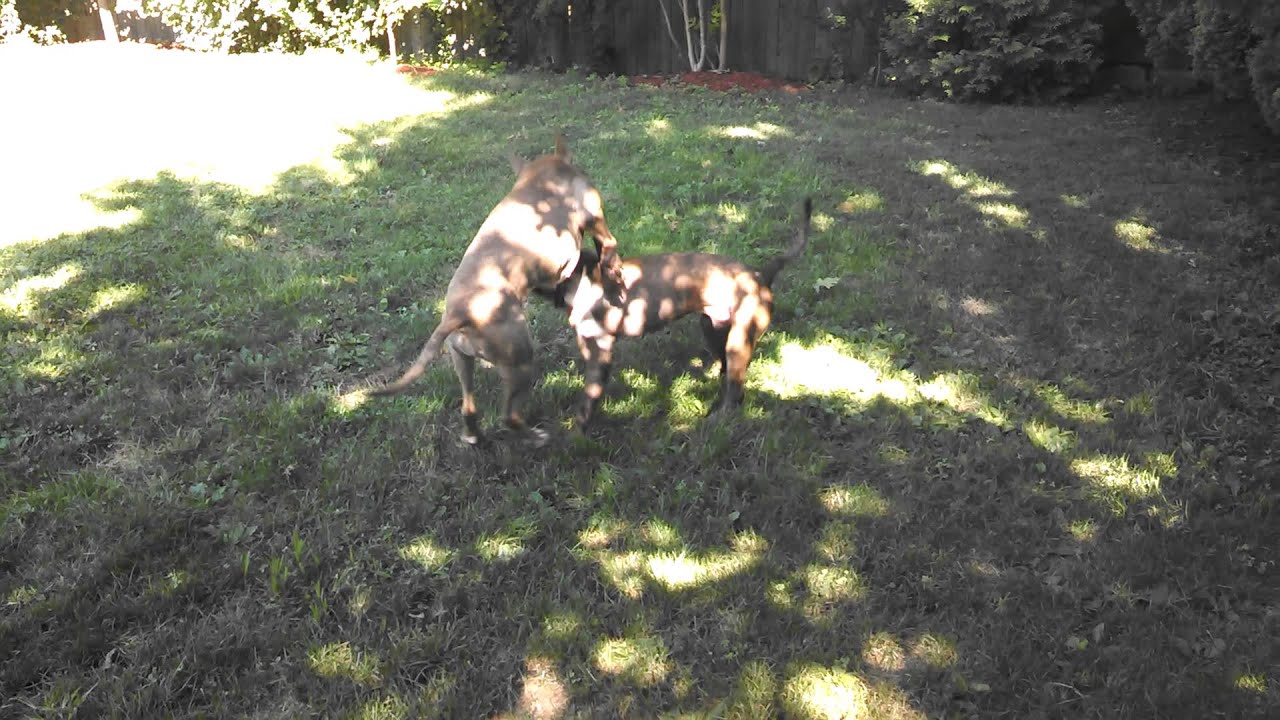 Sugar and Tiger playing