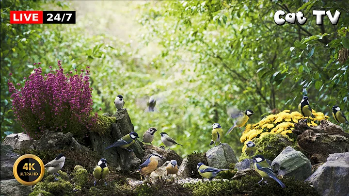 Video 11716711: forest, cat pets love, cat living, petted enjoying