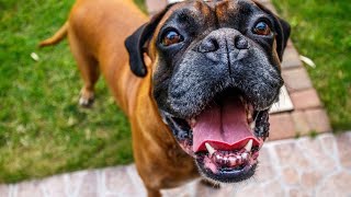 Boxer Dog Intelligence Games Mental Stimulation Ideas