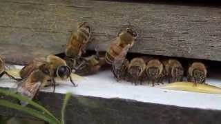 Sydney Idustrial Feral Bees feeding honey 2 (HD 720p)