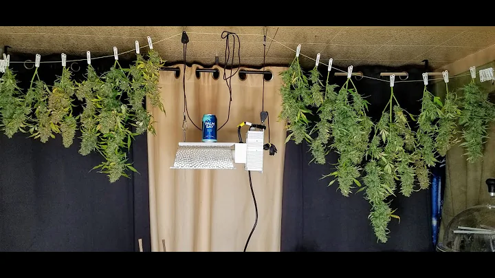 Huge Northern Light X Big Bud Autoflower Partial H...