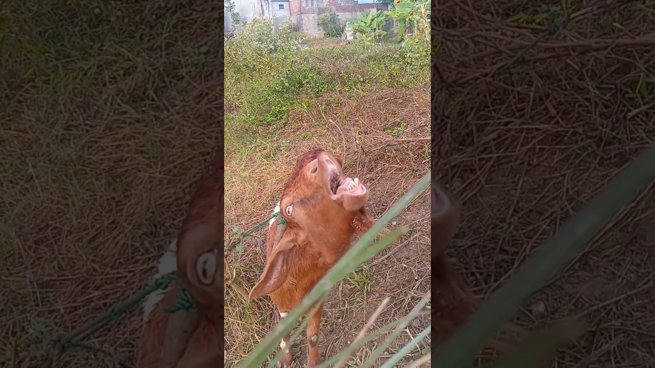 Close-Up Goat Eating Grass – Funny & Cute Animal Moment 