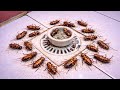 How to Get Rid of Cockroaches, Rats and Ants Naturally | Best Home Pest Control Trick That Works